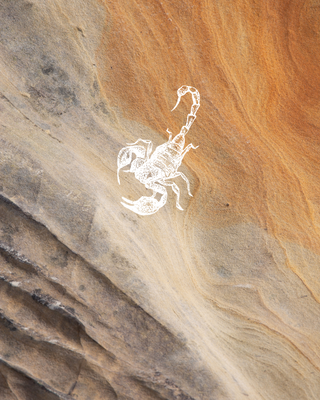 Saison du Scorpion : La transformation de l’âme, la puissance de l’Intérieur